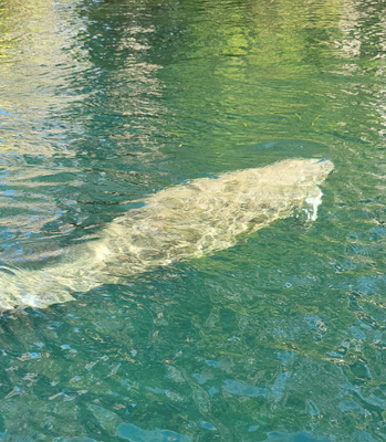Crystal River Manatee Tours | 3 hour trip